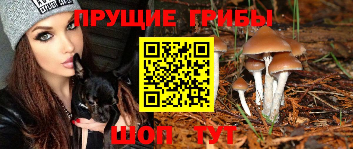 Галлюциногенные грибы GOLDEN TEACHER  Вход с VPN  Новочебоксарск  Псилоцибиновые грибы Psilocybe 